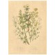 Flax Art Poster | Encyclopedia Wildflower B | FWP-AP-EN1B